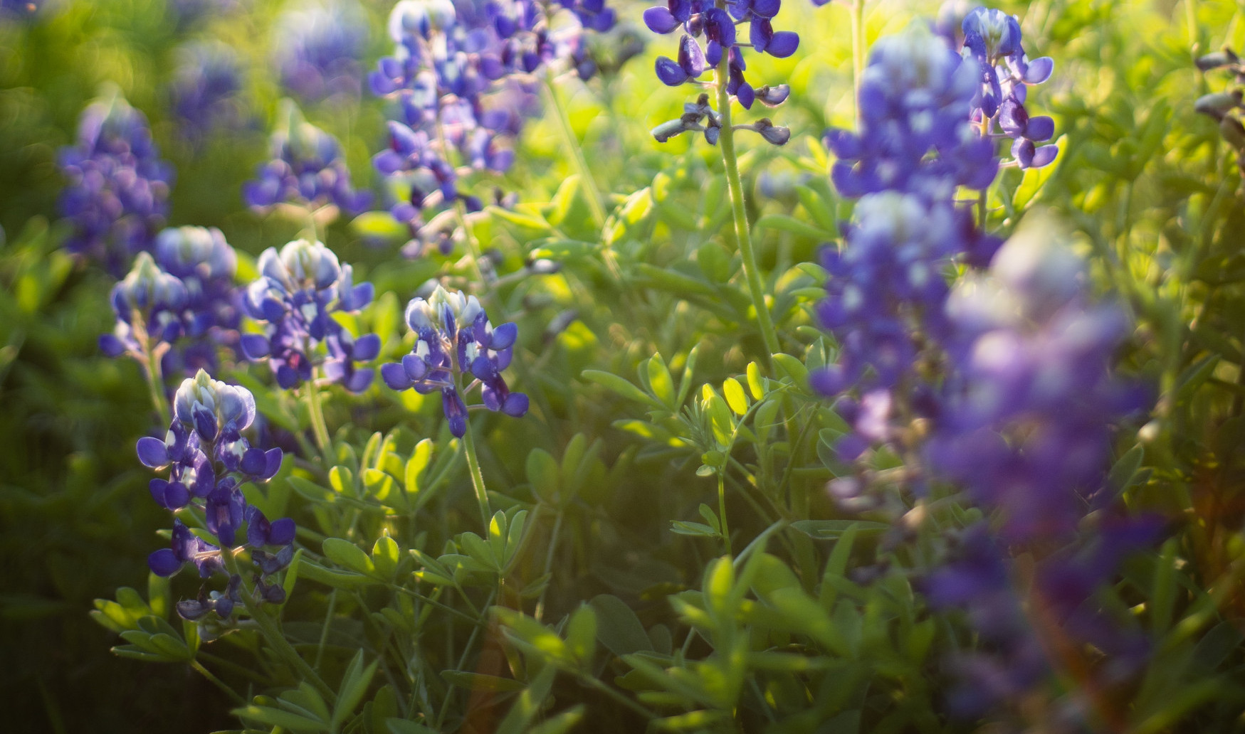 Spanish Bluebell flower
