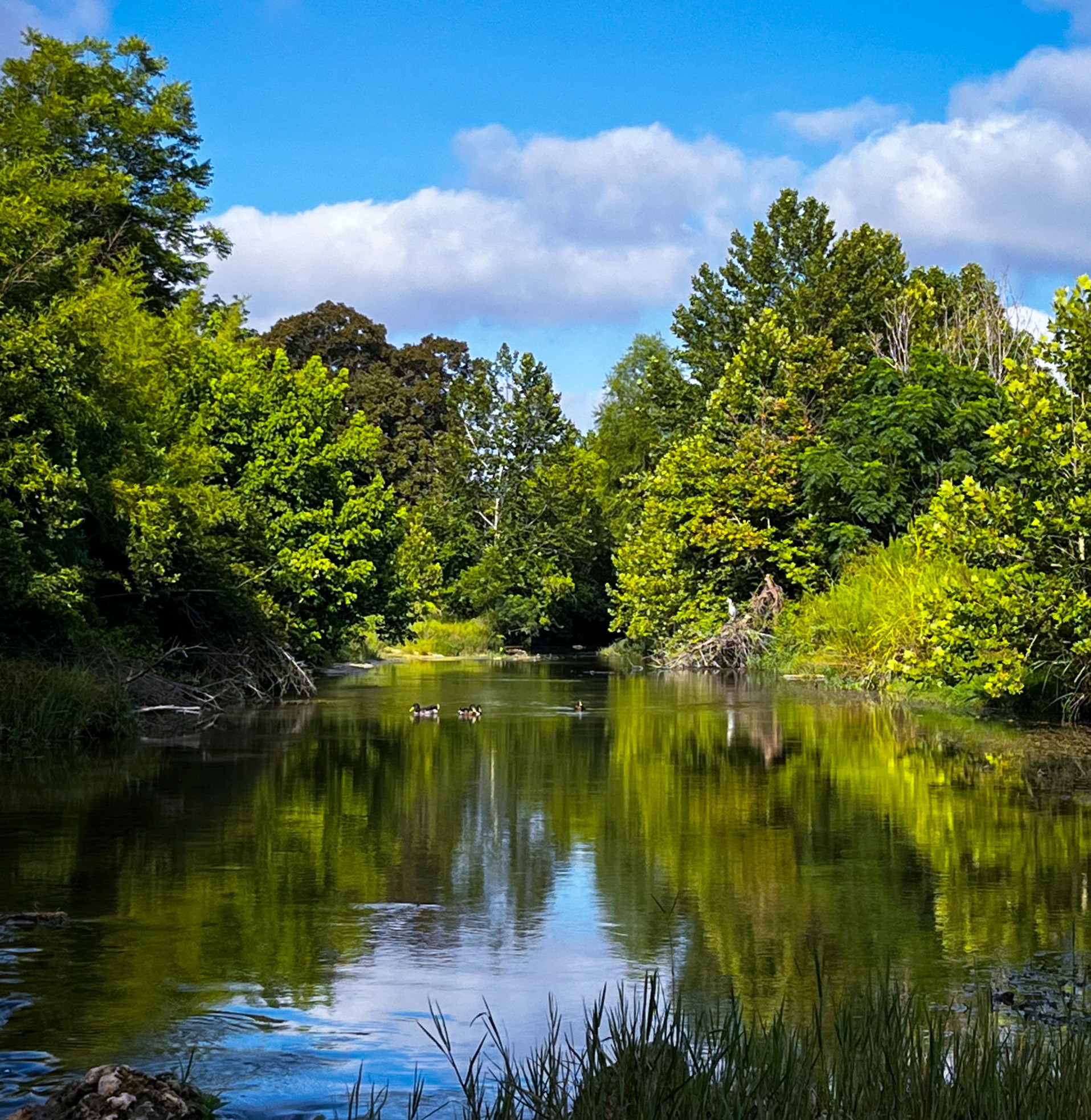 Salado Creek, a waterway in San Antonio